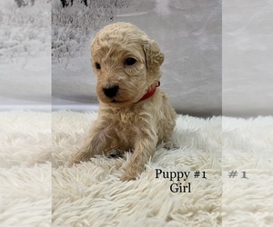 Poodle (Standard) Puppy for sale in LANCASTER, SC, USA