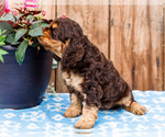 Small Photo #13 Cocker Spaniel Puppy For Sale in WAKARUSA, IN, USA