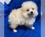Small Photo #5 Pomeranian Puppy For Sale in DENVER, CO, USA