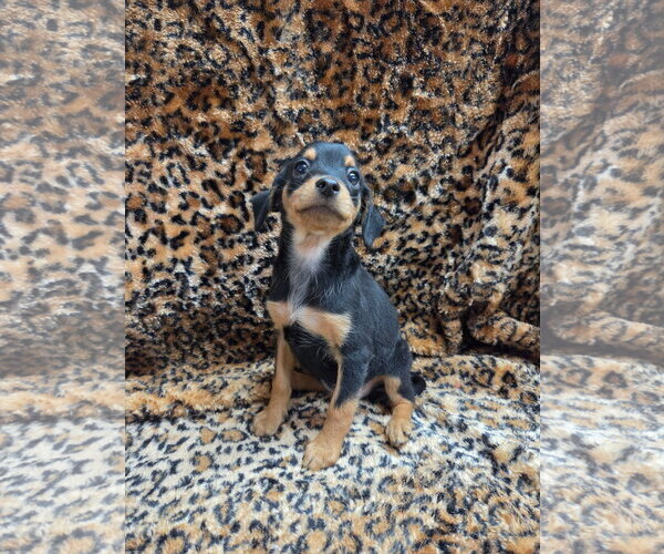 Medium Photo #3 Chiweenie Puppy For Sale in El Centro, CA, USA
