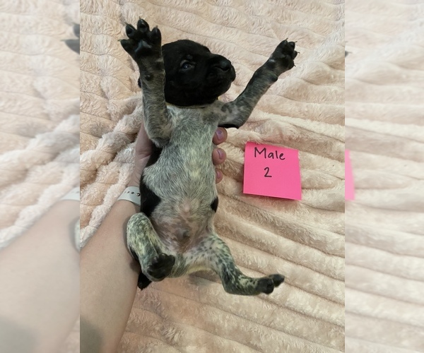 Medium Photo #4 German Shorthaired Pointer Puppy For Sale in OXFORD, FL, USA