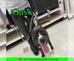 Small #2 Labrador Retriever Mix