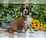Small #2 Boxer