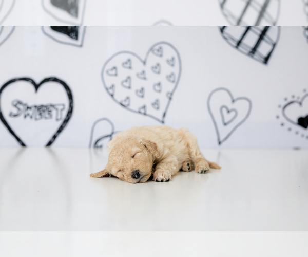 Medium Photo #7 Goldendoodle-Sheepadoodle Mix Puppy For Sale in FERNLEY, NV, USA