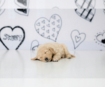 Small #6 Goldendoodle-Sheepadoodle Mix