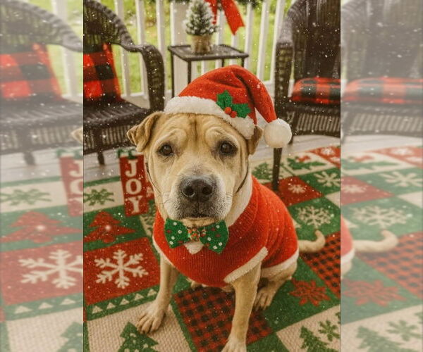 Medium Photo #8 Mutt Puppy For Sale in Evansville, IN, USA