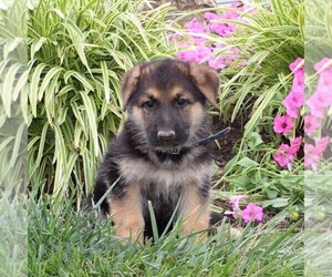 German Shepherd Dog Puppy for sale in STEWARTSTOWN, PA, USA