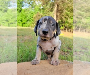 Catahoula Leopard Dog Puppy for sale in TOCCOA, GA, USA