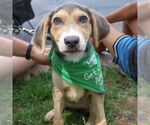 Small #2 Retriever  Mix
