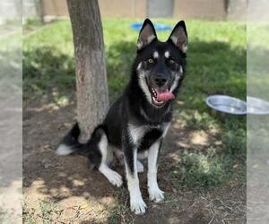 German Shepherd Dog-Unknown Mix Dogs for adoption in Modesto, CA, USA