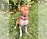 Small Photo #3 American Staffordshire Terrier Puppy For Sale in Waterford, VA, USA
