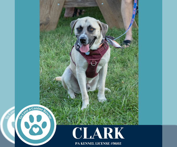 Medium Photo #10 Labrador Retriever-Unknown Mix Puppy For Sale in Kimberton, PA, USA