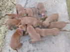 Small Photo #3 Redbone Coonhound Puppy For Sale in OCTAVIA, OK, USA