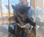 Small Photo #17 Wolf Hybrid Puppy For Sale in DALTON, OH, USA
