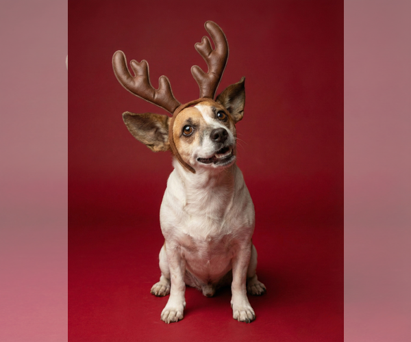 Medium Photo #1 Chihuahua-Unknown Mix Puppy For Sale in Chandler, AZ, USA