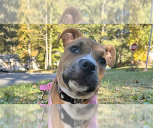 American Staffordshire Terrier-Boxer Mix Dogs for adoption in Raleigh, NC, USA