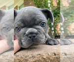 Small Photo #3 French Bulldog Puppy For Sale in MADISONVILLE, KY, USA