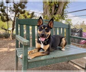 Felix - Male Mutt Dog for Adoption - Photo #2