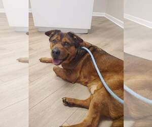 Admiral - Male American Staffordshire Terrier Dog for Adoption - Photo #22