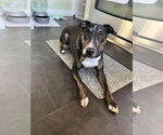 Small #14 Bull Terrier Mix