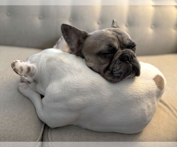 Medium Photo #5 French Bulldog Puppy For Sale in St. Louis Park, MN, USA