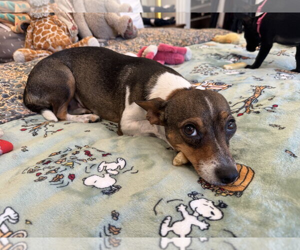 Medium Photo #2 Rat-Cha Puppy For Sale in San Jose, CA, USA