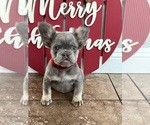 Puppy Puppy 4 French Bulldog