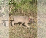 Small #1 Cane Corso