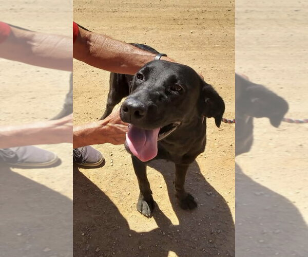 Medium Photo #1 Labrador Retriever-Unknown Mix Puppy For Sale in San Diego, CA, USA