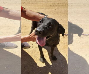 Labrador Retriever-Unknown Mix Dogs for adoption in San Diego, CA, USA