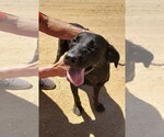 Small Labrador Retriever Mix