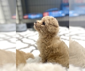 Poodle (Miniature) Puppy for sale in ADAMSVILLE, TN, USA