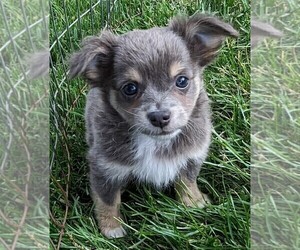 Chihuahua Puppy for sale in LEBANON, PA, USA