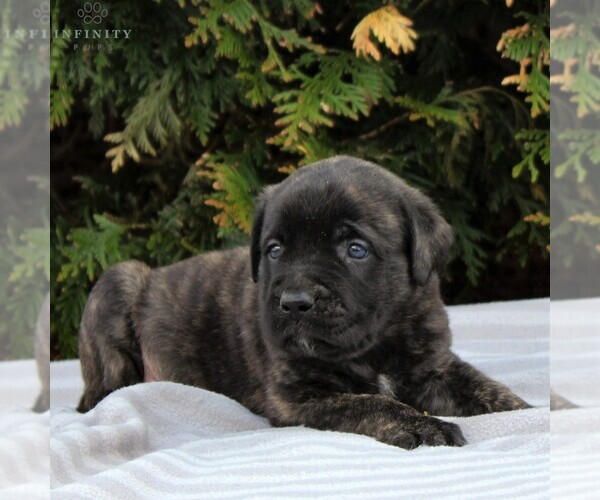 Medium Photo #4 Mastiff Puppy For Sale in MORGANTOWN, PA, USA