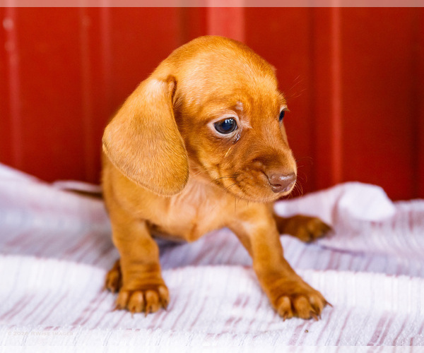 Medium Photo #34 Dachshund Puppy For Sale in WAKARUSA, IN, USA