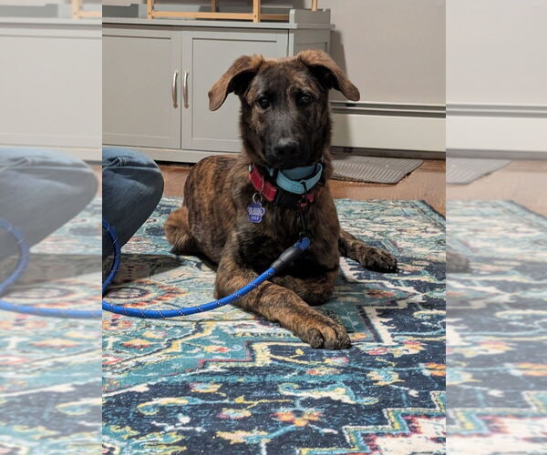 Medium Photo #1 Mutt Puppy For Sale in Imlay City, MI, USA