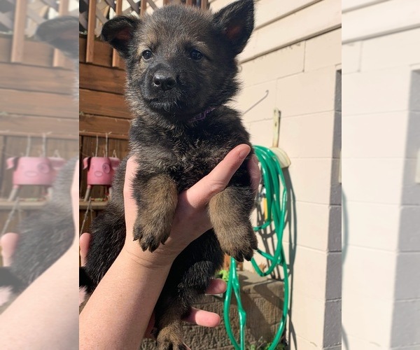 Medium Photo #10 German Shepherd Dog Puppy For Sale in COSHOCTON, OH, USA