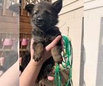 Small Photo #10 German Shepherd Dog Puppy For Sale in COSHOCTON, OH, USA