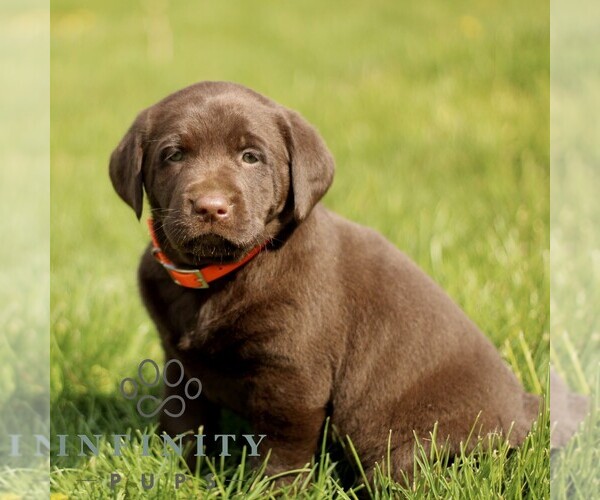 Medium Photo #4 Labrador Retriever Puppy For Sale in COATESVILLE, PA, USA