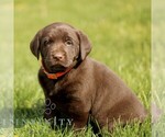 Small #3 Labrador Retriever