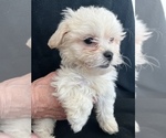 Small Photo #8 Zuchon Puppy For Sale in RAINBOW, CA, USA