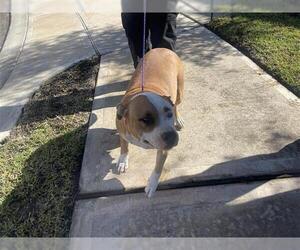 American Pit Bull Terrier-Unknown Mix Dogs for adoption in Houston, TX, USA