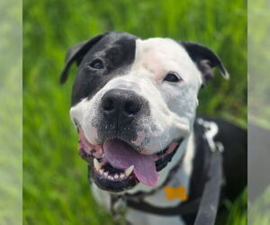 American Pit Bull Terrier-Unknown Mix Dogs for adoption in Fargo, ND, USA