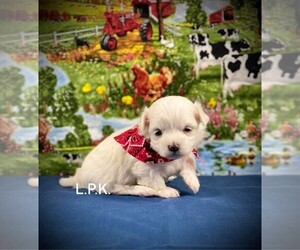 Maltese Puppy for sale in WINNSBORO, LA, USA