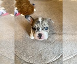 Small Photo #4 French Bulldog Puppy For Sale in HAZLET, NJ, USA