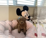 Small Photo #28 Poodle (Toy) Puppy For Sale in NORTH HILLS, CA, USA