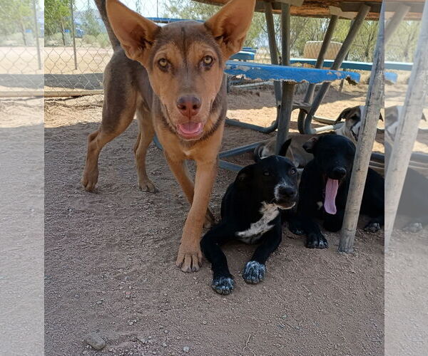 Medium Photo #7 Australian Kelpie Puppy For Sale in Apple Valley, CA, USA