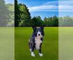 Small #11 Border Collie
