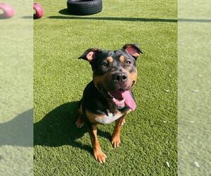 Medium American Bulldog Mix