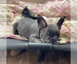 Small Photo #4 French Bulldog Puppy For Sale in RALEIGH, NC, USA